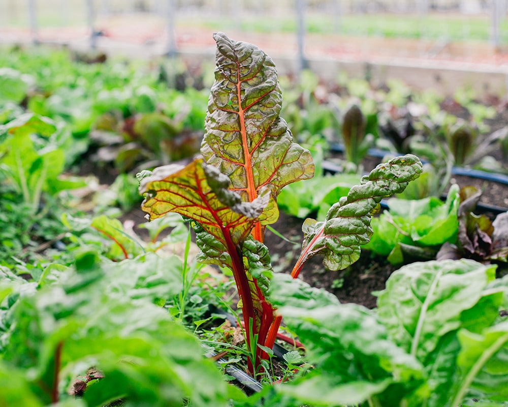 EmadiAcresFarm-19-min