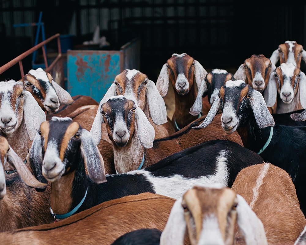 RustyStarRanch-11-min