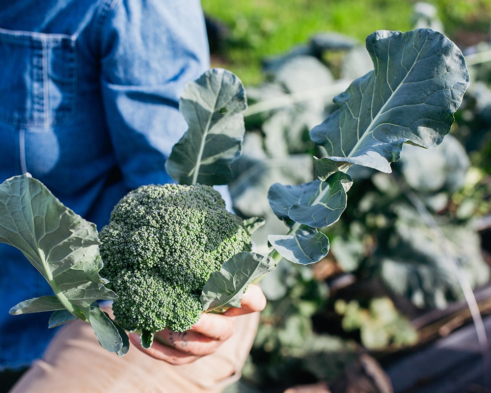 TheFarmAtMontecino-10-min