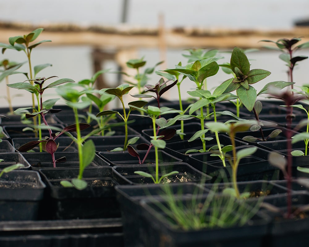 TheFarmAtMontecino-6-min