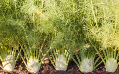 The Wonders of Fennel