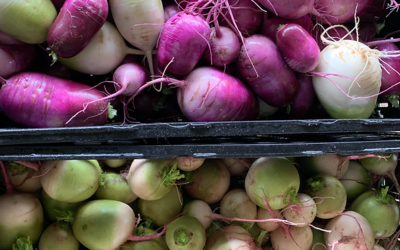 Daikon Radishes: What to Do with Your Purple Roots