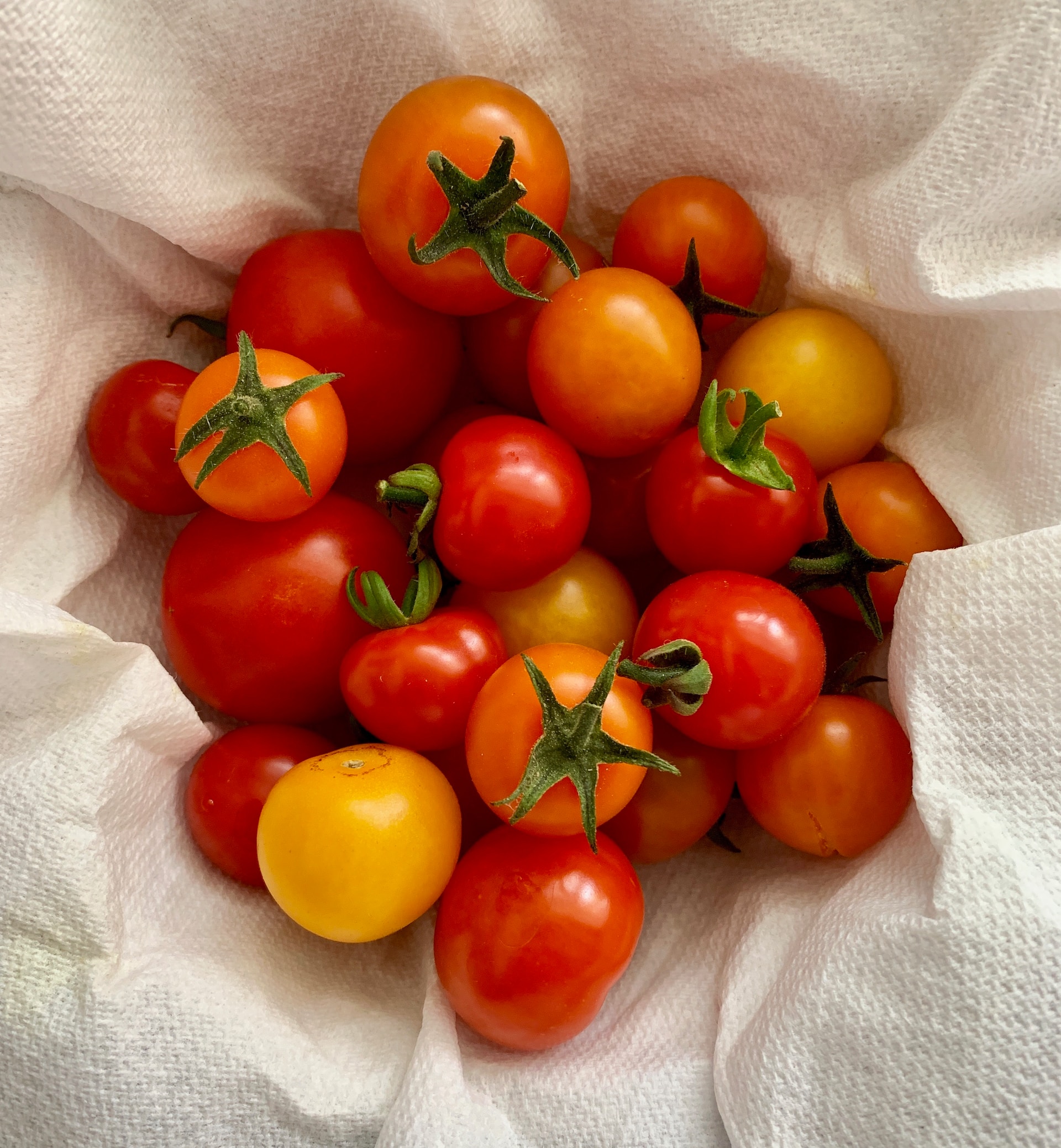 Red, yellow, and orange cherry tomatoes against white paper towel.